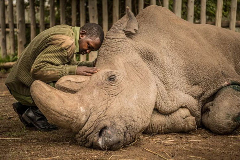 Muere el último rinoceronte blanco macho, Sudán